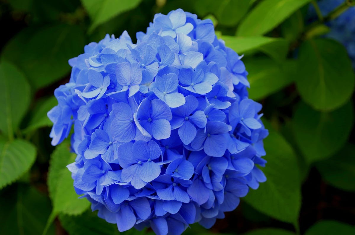 hortensias  fertilisation